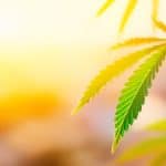 Cannabis Employees –           A Buyer’s Market